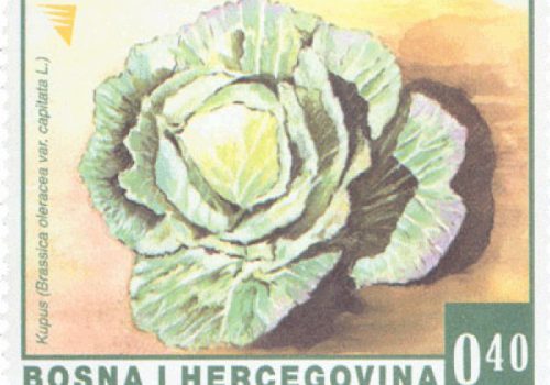 REDOVNA MARKA: Povrće – Kupus