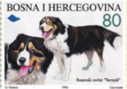 FAUNA – Bosanski Ovčar “Tornjak”