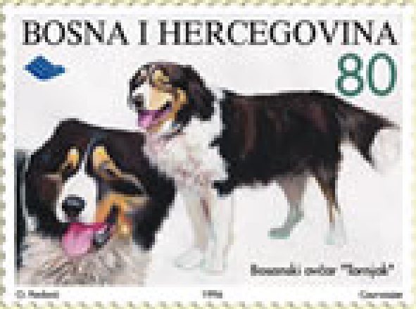 FAUNA – Bosanski ovčar “Tornjak”