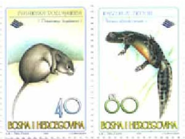 FAUNA – Dinarska voluharica i Rajzerov triton