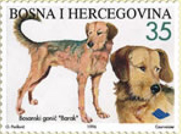 FAUNA – Bosanski gonič “Barak”
