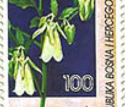 FLORA – Endemi BiH, Bosanska Udovčica