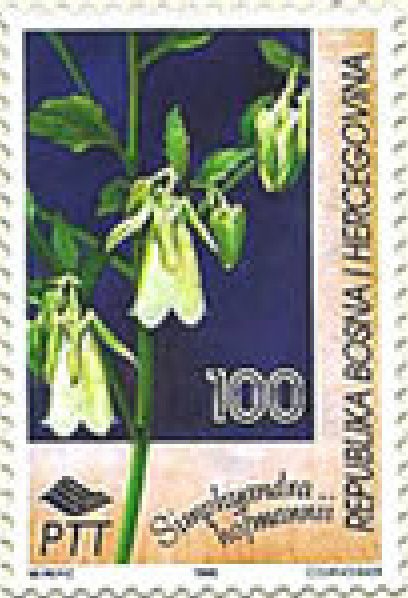 FLORA – Endemi BiH, Bosanska udovčica