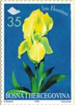 FLORA – Endemi BiH, Bosanska Perunika