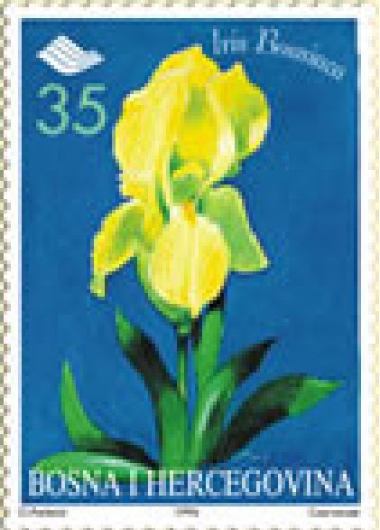 FLORA – Endemi BiH, Bosanska perunika