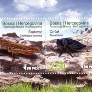 Fauna – Bugs, Grasshopper And Cricket