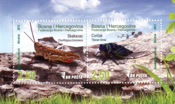 Fauna – Insekti, skakavac i cvrčak