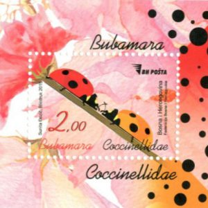 Lady Bug (Coccinllidae)