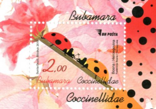 Fauna – Bubamara (Coccinllidae)
