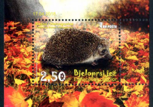 Bjeloprsi Jež