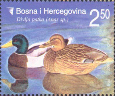 REDOVNA MARKA: Divljac – Patka