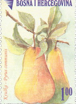 VOCE – Kruška, Redovna Marka