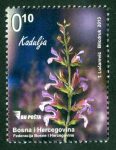Flora – Kadulja
