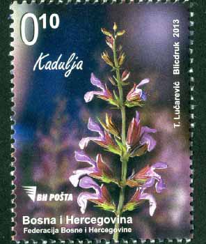 Flora – Kadulja