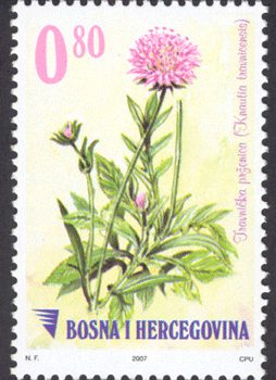 FLORA – Travnicka Prženica