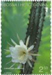 FLORA – Kaktus