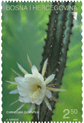 FLORA – Kaktus