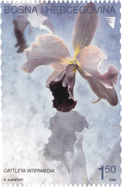 FLORA – Orhideja (mirisna marka)