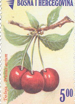 VOCE – Trešnja, Redovna Marka