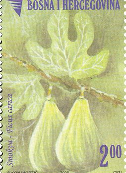 VOCE – Smokva, Redovna Marka