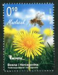 Medonosne Biljke – Maslačak