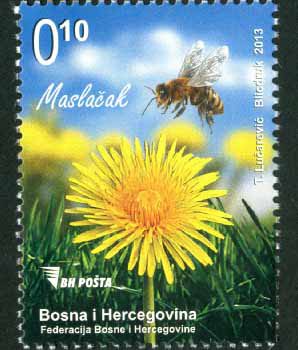 Medonosne Biljke – Maslačak