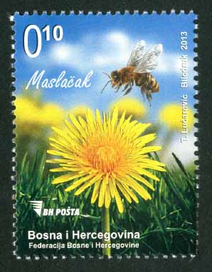 Medonosne biljke – Maslačak