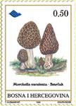 FLORA – Gljive podneblja BiH – Smrčak
