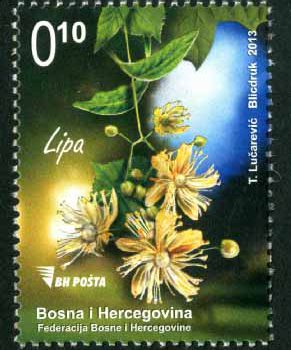Medonosne Biljke Lipa