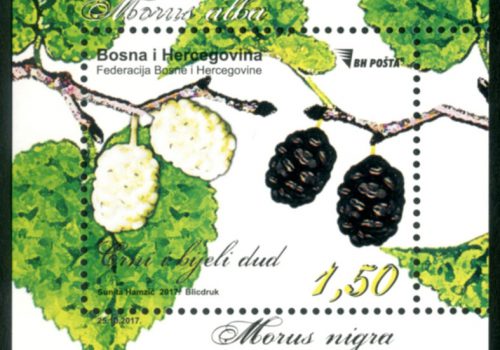 Bijeli I Crni Dud