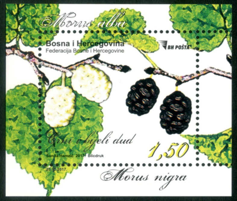 Bijeli i crni dud