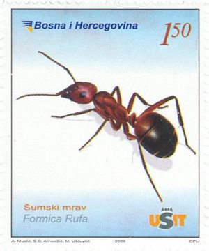 FAUNA – Šumski Mrav