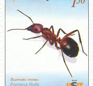FAUNA – Šumski Mrav