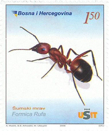 FAUNA – Šumski mrav