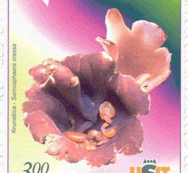 FLORA – Gljiva, Ljubicasta Krunašica