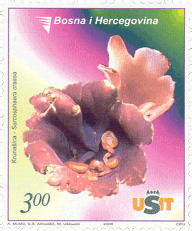 FLORA – Gljiva, Ljubicasta krunašica