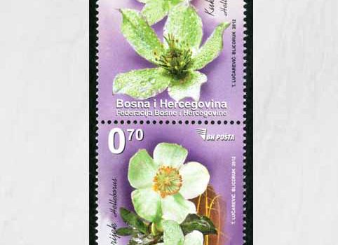 FLORA – Proljetno Cvijeće: Kukurijek, Redovna Marka
