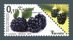 Bobičasto Voće – Kupina