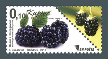 Bobičasto voće – Kupina