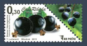Bobičasto Voće – Crna Ribizla