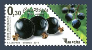 Bobičasto Voće – Crna Ribizla