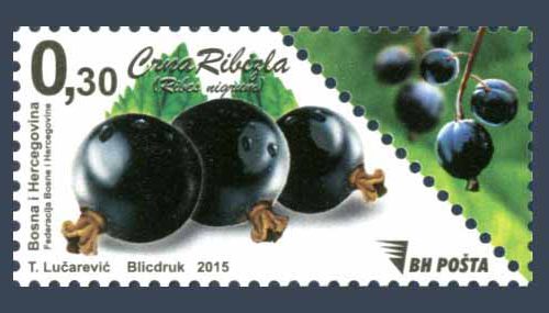 Bobičasto Voće – Crna Ribizla