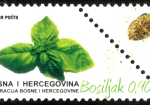 Začinske Biljke – Bosiljak