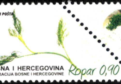 Začinska Biljka – Kopar