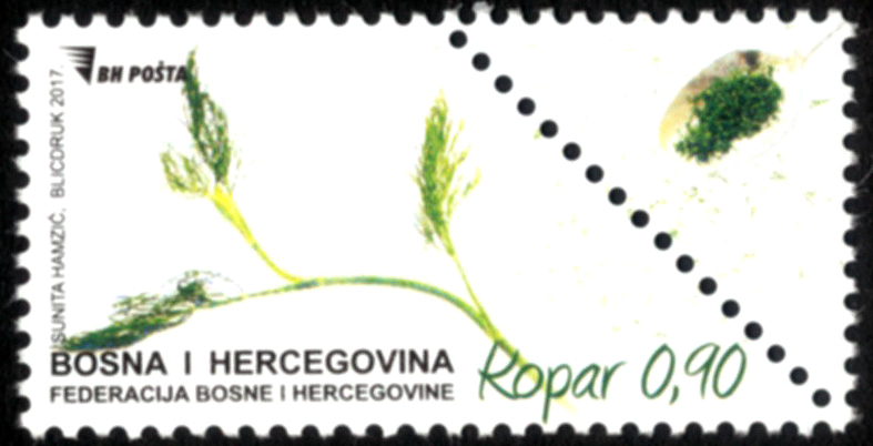 Začinska biljka – Kopar
