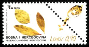 Začinska Biljka – Lovor