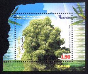Bijela Vrba (Salix Alba)