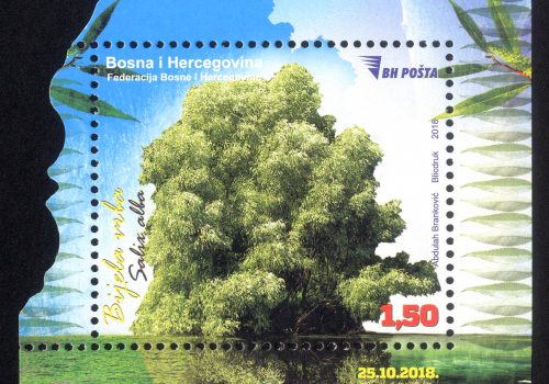 Bijela Vrba (Salix Alba)