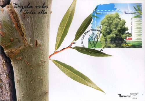Bijela Vrba (Salix Alba) FDC