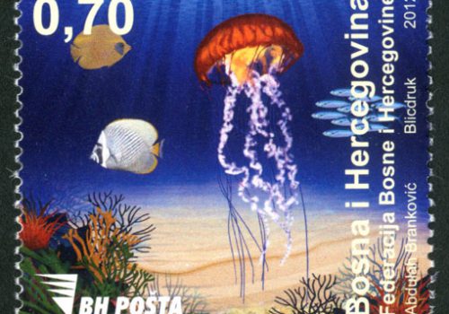 Morska Fauna – Meduza